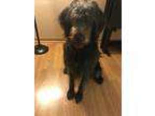 Labradoodle Puppy for sale in Union Grove, WI, USA