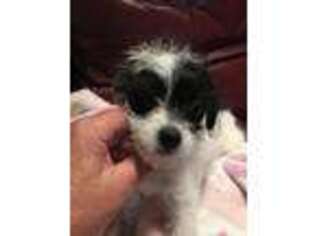 Mutt Puppy for sale in Fort Ann, NY, USA