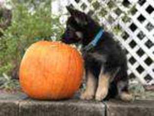 German Shepherd Dog Puppy for sale in Goshen, NY, USA