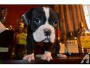 Olde English Bulldogge Puppy for sale in METROPOLIS, IL, USA