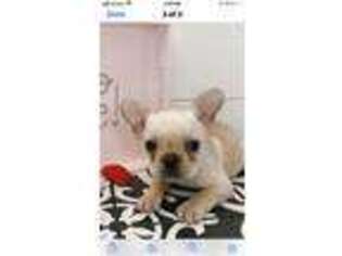 French Bulldog Puppy for sale in Morgantown, KY, USA
