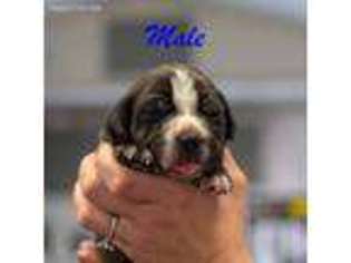 Cane Corso Puppy for sale in Taylor Ridge, IL, USA