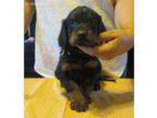 Mutt Puppy for sale in Hardinsburg, KY, USA