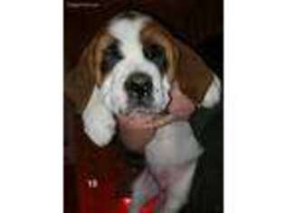 Saint Bernard Puppy for sale in Crook, CO, USA