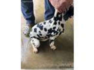 Dalmatian Puppy for sale in Dunn, NC, USA