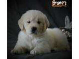 Golden Retriever Puppy for sale in Winesburg, OH, USA