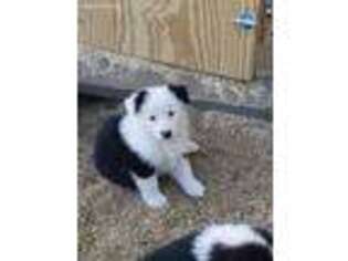 Australian Shepherd Puppy for sale in Virginia, MN, USA