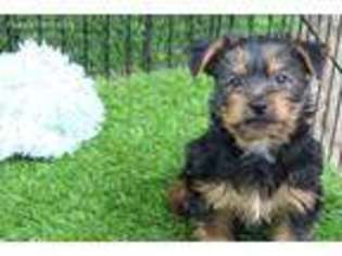 Silky Terrier Puppy for sale in Sun Valley, CA, USA