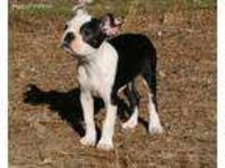 Boston Terrier Puppy for sale in Perris, CA, USA