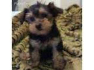 Yorkshire Terrier Puppy for sale in Stockton, NJ, USA
