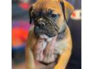 Bulldog Puppy for sale in Stroudsburg, PA, USA