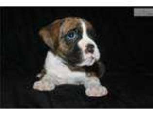 Boxer Puppy for sale in Amarillo, TX, USA