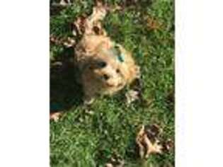 Cavapoo Puppy for sale in Brecksville, OH, USA