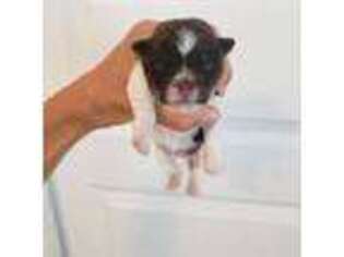 Havanese Puppy for sale in Casa Grande, AZ, USA