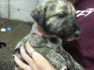 Irish Wolfhound Puppy for sale in Torrington, WY, USA