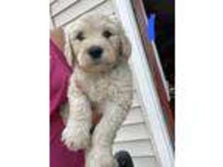Goldendoodle Puppy for sale in Bliss, NY, USA