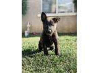 Belgian Malinois Puppy for sale in Tustin, CA, USA
