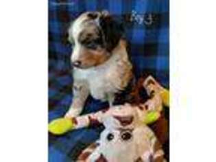 Miniature Australian Shepherd Puppy for sale in Iron Belt, WI, USA