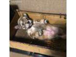 Mutt Puppy for sale in La Porte, TX, USA