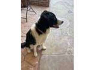 Border Collie Puppy for sale in Fremont, CA, USA