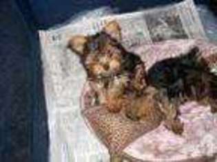Yorkshire Terrier Puppy for sale in NEW PORT RICHEY, FL, USA
