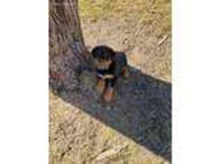 Rottweiler Puppy for sale in Mio, MI, USA