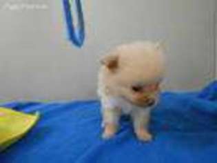 Pomeranian Puppy for sale in Central Point, OR, USA