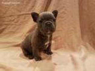 French Bulldog Puppy for sale in Elmwood Park, IL, USA