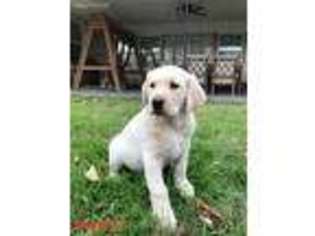 Labrador Retriever Puppy for sale in Oklahoma City, OK, USA