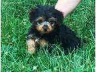 Yorkshire Terrier Puppy for sale in Rising Sun, MD, USA
