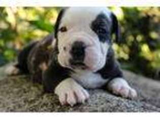 Alapaha Blue Blood Bulldog Puppy for sale in Goshen, IN, USA