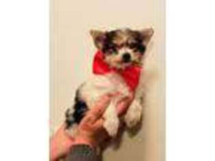 Biewer Terrier Puppy for sale in Okmulgee, OK, USA