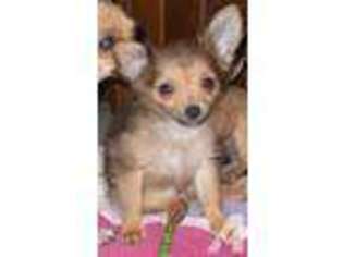Chorkie Puppy for sale in TITUSVILLE, PA, USA