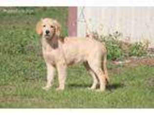 Golden Retriever Puppy for sale in Quitman, GA, USA