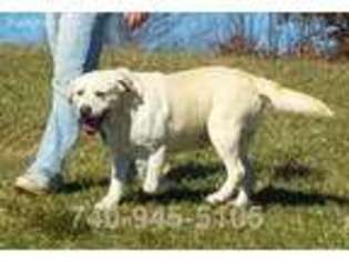 Labrador Retriever Puppy for sale in Scio, OH, USA