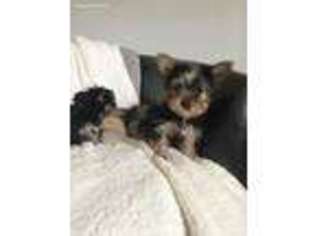 Yorkshire Terrier Puppy for sale in Glendale Heights, IL, USA