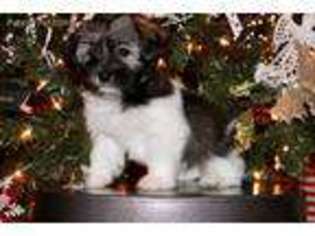 Havanese Puppy for sale in Chattanooga, TN, USA