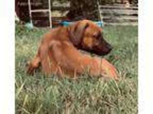 Rhodesian Ridgeback Puppy for sale in Eminence, MO, USA