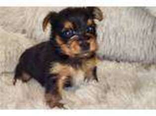 Yorkshire Terrier Puppy for sale in Sacramento, CA, USA