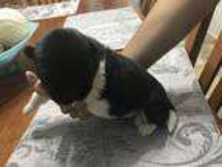 Akita Puppy for sale in Ruskin, FL, USA