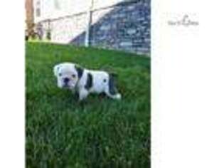 Bulldog Puppy for sale in Mansfield, OH, USA