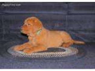 Labrador Retriever Puppy for sale in Shoals, IN, USA