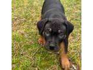 Mutt Puppy for sale in Absecon, NJ, USA