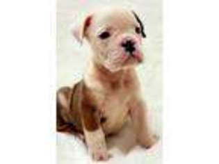 Bulldog Puppy for sale in Clifton, NJ, USA