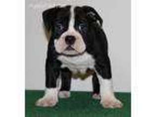 Bulldog Puppy for sale in Eau Claire, WI, USA