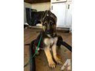 German Shepherd Dog Puppy for sale in SAN DIEGO, CA, USA