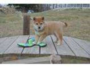 Shiba Inu Puppy for sale in Rolla, MO, USA