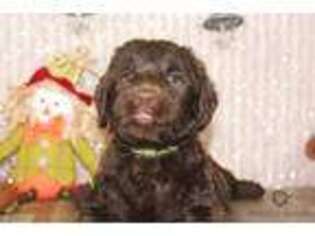 Labradoodle Puppy for sale in Bruno, MN, USA