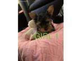 Yorkshire Terrier Puppy for sale in Scotts Hill, TN, USA