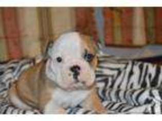 Bulldog Puppy for sale in LINCOLNTON, GA, USA